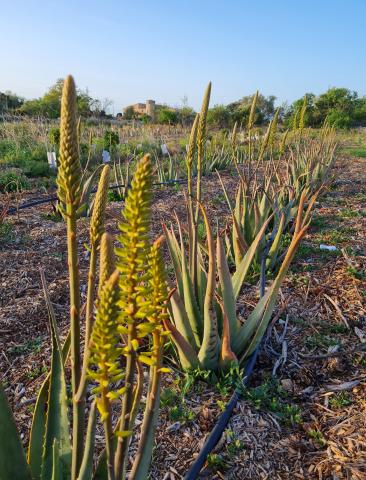 Aloe en fleur